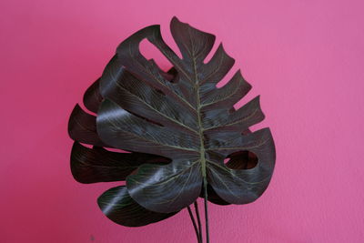 Close-up of plant against yellow background