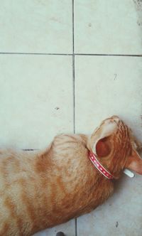 Close-up of a dog