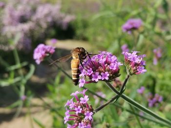 Close up photo of verbena flower and bee