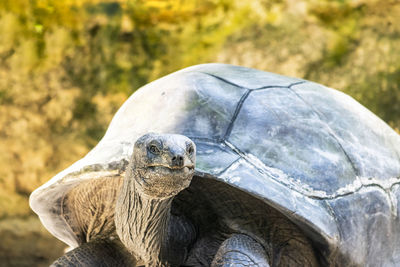 Close-up of turtle on field