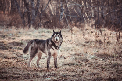 Dirty dog on grass