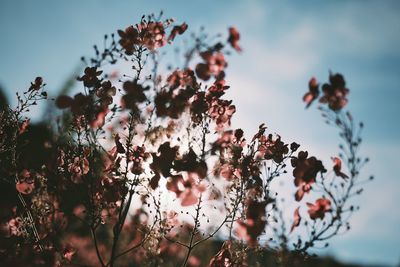 Low angle view of blooming tree