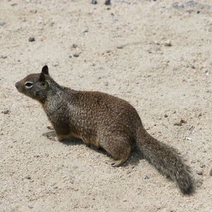 Squirrel on sand