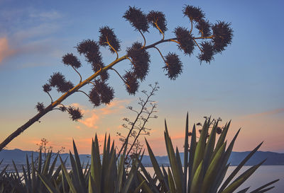 Low angle view of silhouette plants against sky during sunset