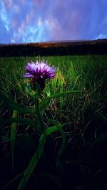 Close-up of purple flowers blooming in field