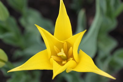 Close-up of yellow flowering plant