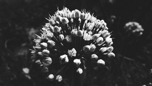 Close-up of flowering plant on field