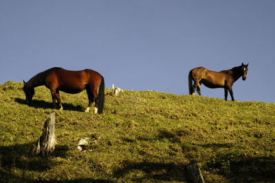 Low angle view of horses on field against clear sky