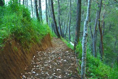 Trail amidst trees in forest