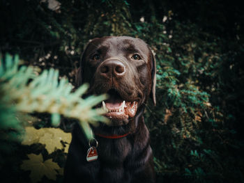 Portrait of dog looking away