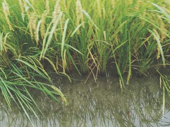 Close-up of fresh green plants in water