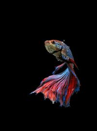 Close-up of fish swimming in black background