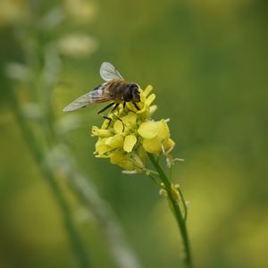 Close-up of bee pollinating on flower