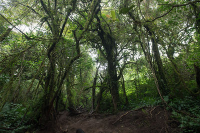 Trees in forest