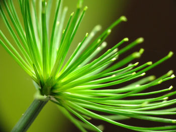 Close-up of leaves