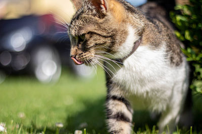Close-up of a cat looking away