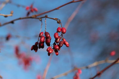 Close-up of red berries on tree