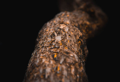 Close-up of tree trunk against black background