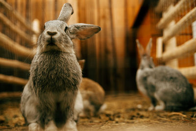 Close-up of rabbit