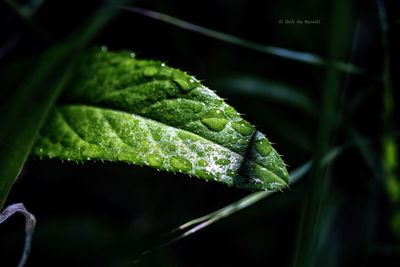 Close-up of green leaves