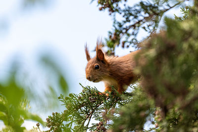 Low angle view of squirrel on tree