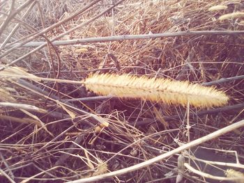 Close-up of wheat in field