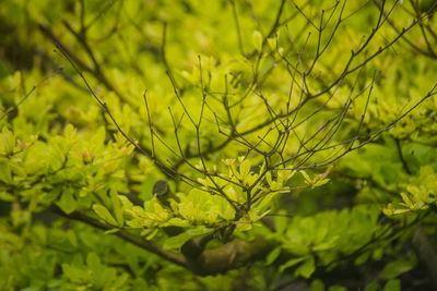 Close-up of leaves on tree