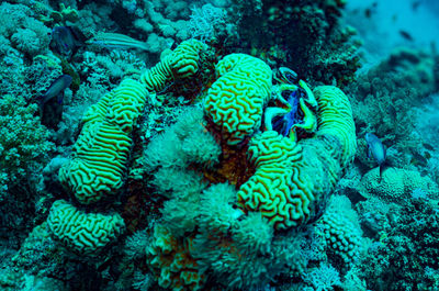 Close-up of coral in sea