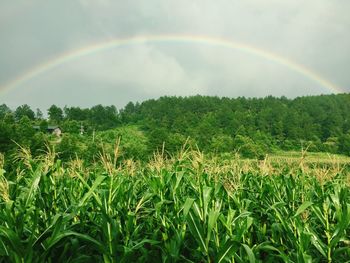 Scenic view of rainbow over field