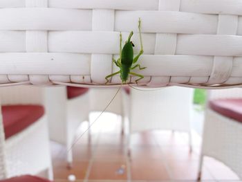 Close-up of hand holding insect against blurred background