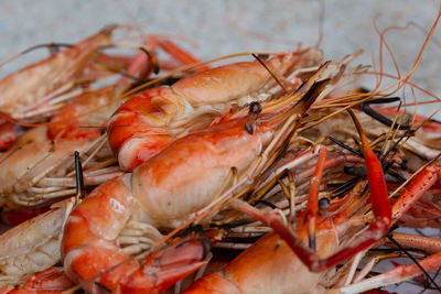 High angle view of prawns