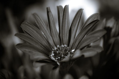 Close-up of flowering plant
