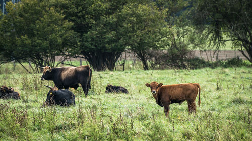 Cows on field