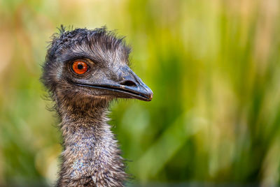 Close-up of ostrich