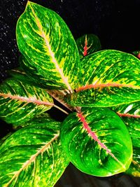 Close-up of flowering plant on tree at night