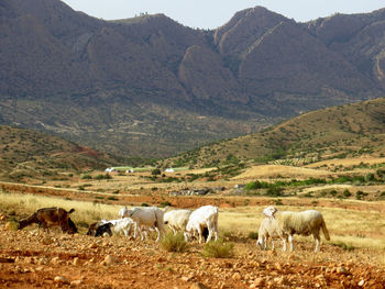 Sheep in a field