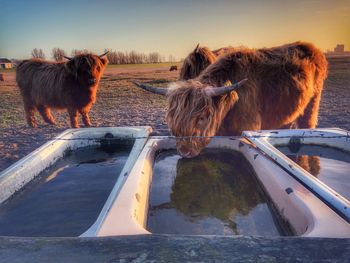 Longhorn cattle in the nature paddock