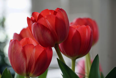 Close-up of red tulips