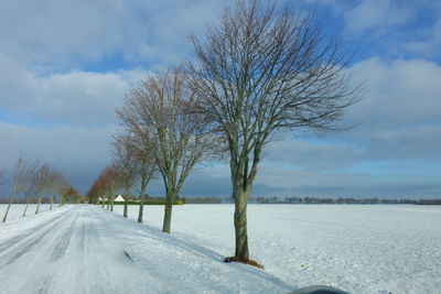 Bare trees by road against sky during winter