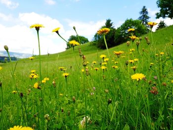 Yellow flowering plants on field against sky