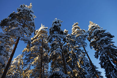 Snowy trees in sunlight during cold winter day