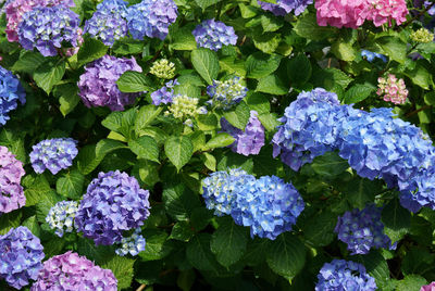 Full frame shot of purple flowering plants