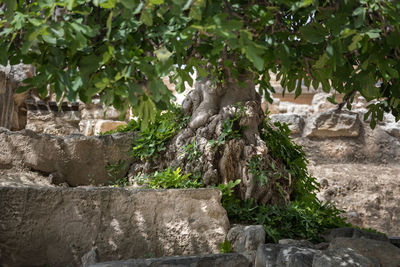 View of a cat looking away