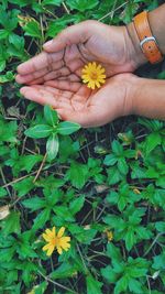 High angle view of hand holding flowering plant
