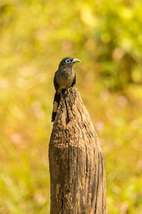 Close-up of bird perching on tree trunk