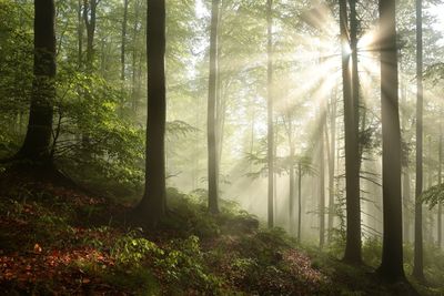 Sunlight streaming through trees in forest