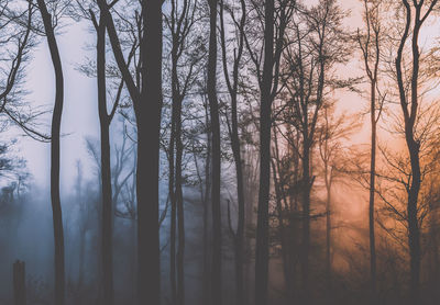 Trees in forest against sky