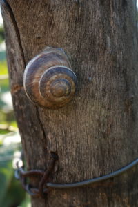 Close-up of snail on tree trunk