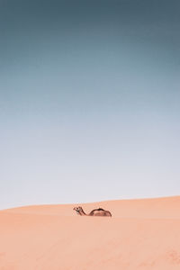 Camel on sand dunes against clear sky