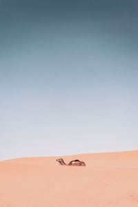 Sand dunes in desert against clear sky